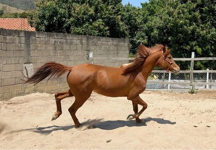 Cavalo - Foto 5
