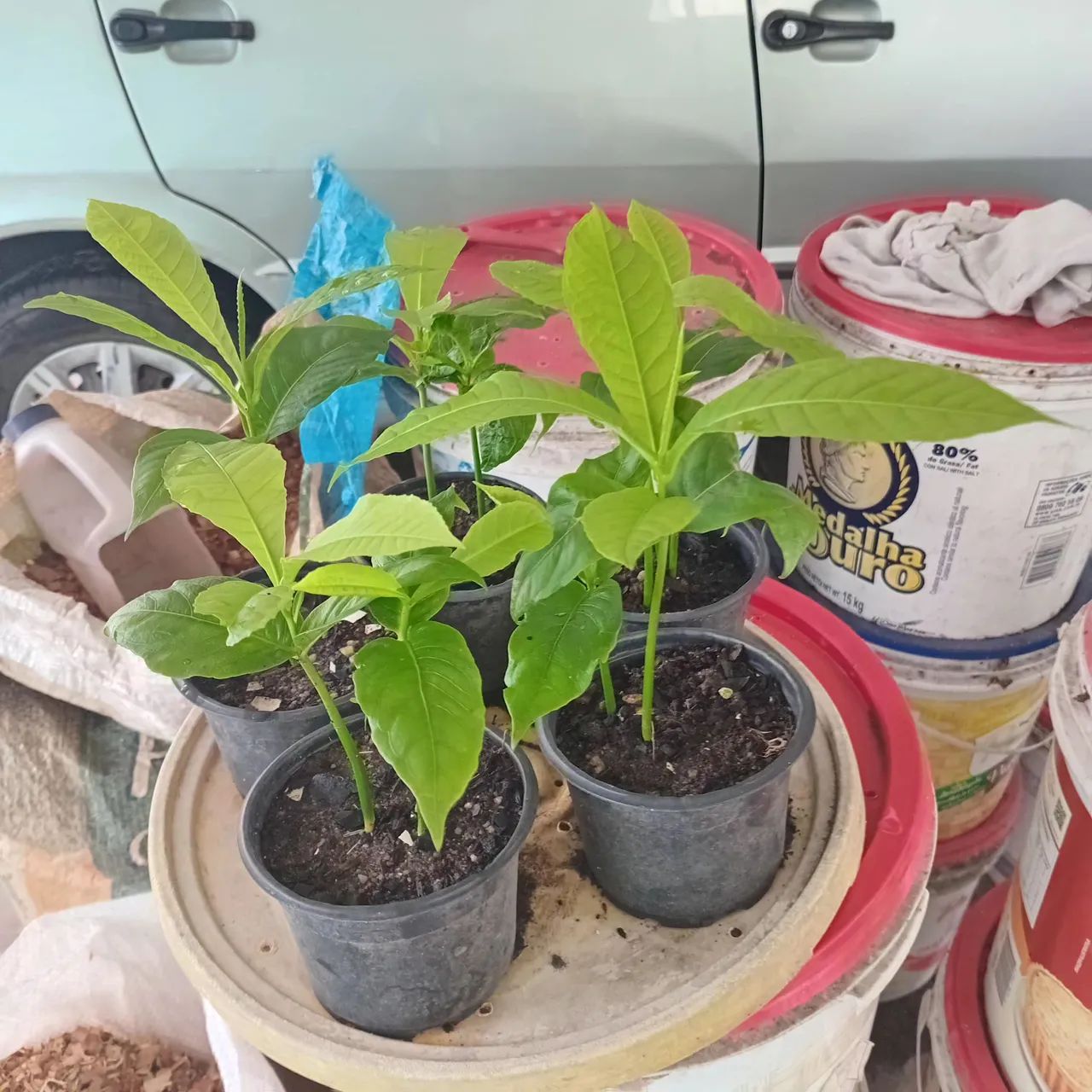 Planta: Abricó de macaco  - Foto 4