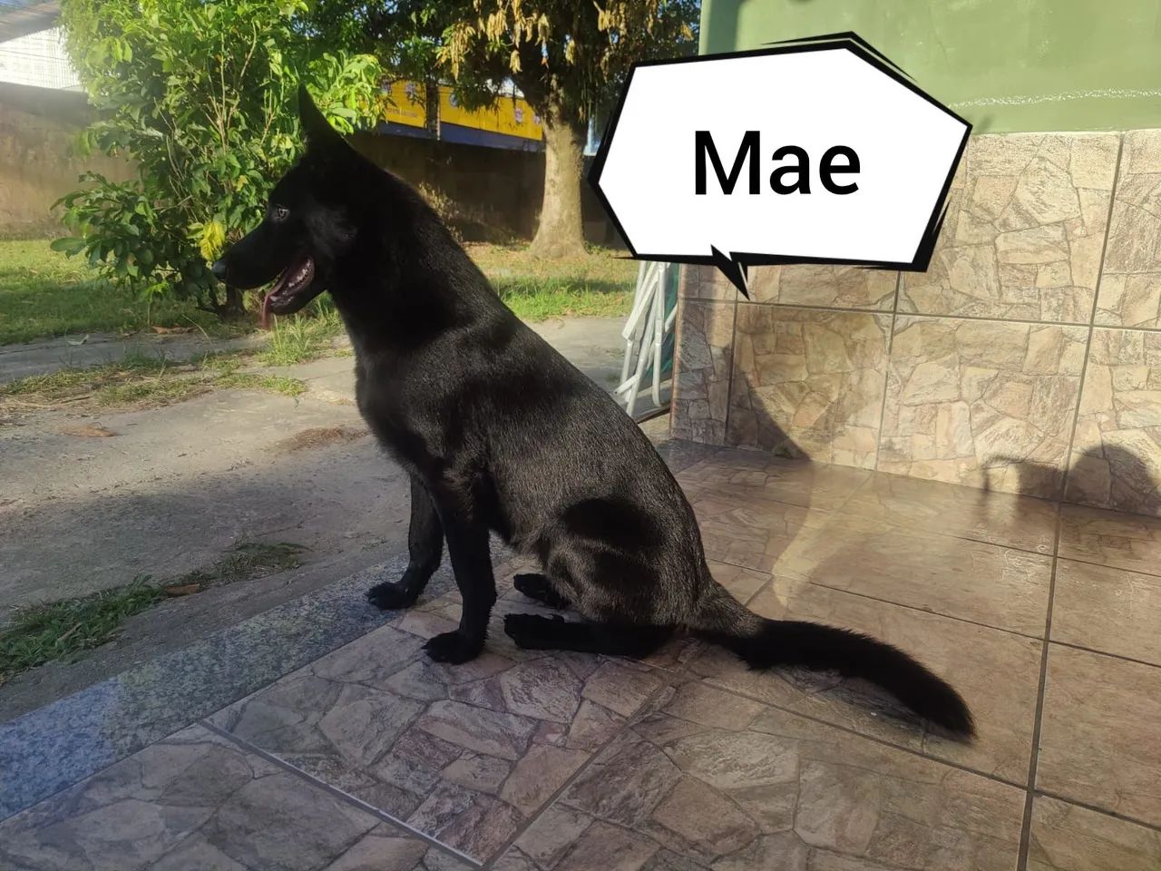 Filho De Pastor Alemão  - Foto 6