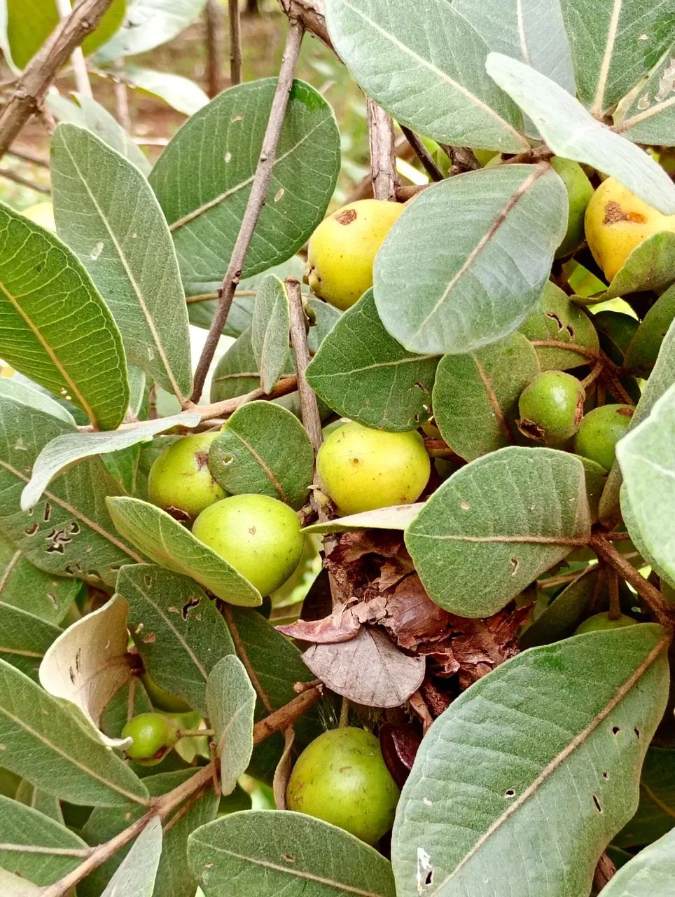 Chácara quedas do descoberto  - Foto 2