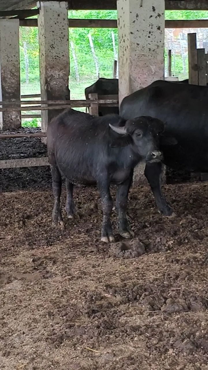 Vaca e novilhas a venda - Foto 3