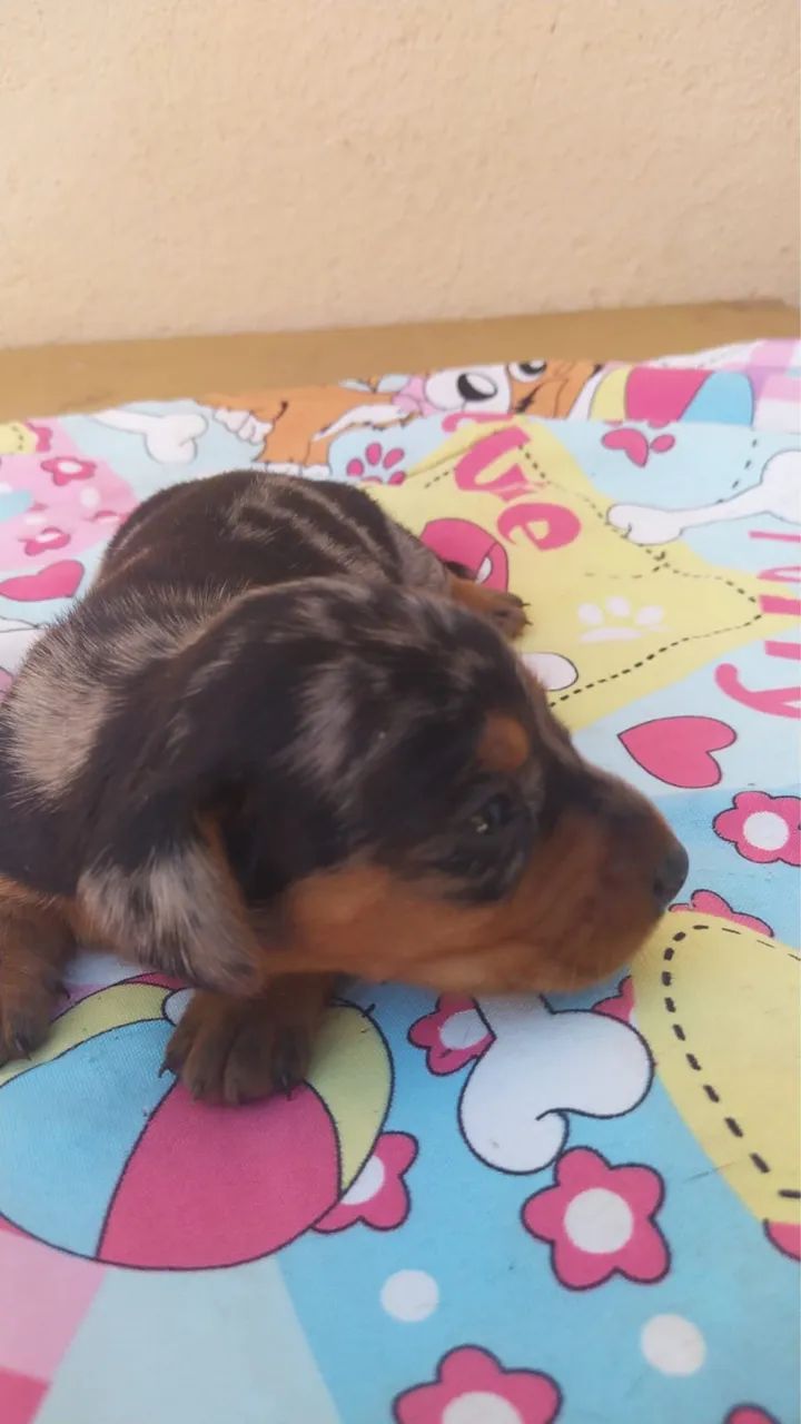 Dachshund (salsicha) - Foto 3