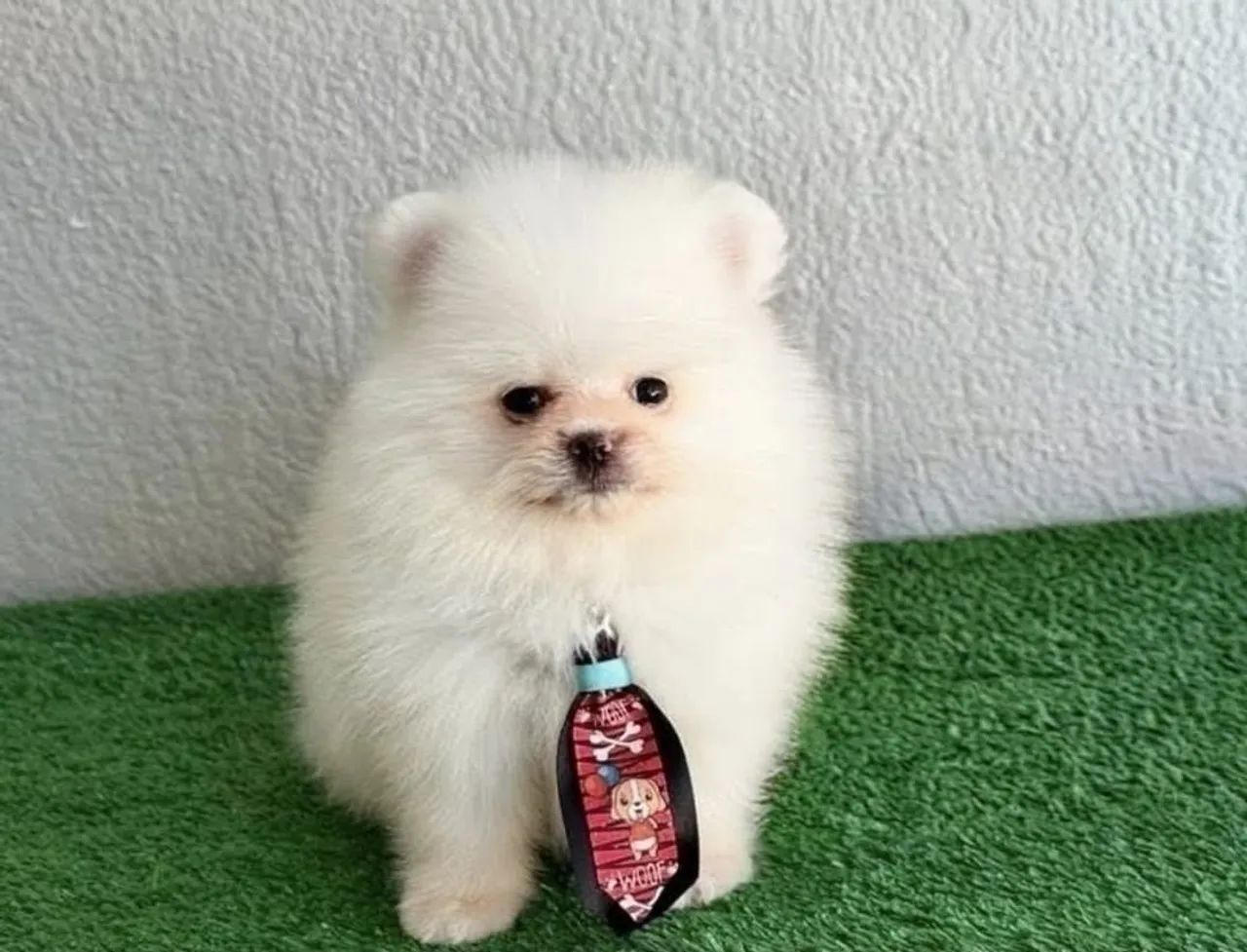 Spitz alemão - Foto 2