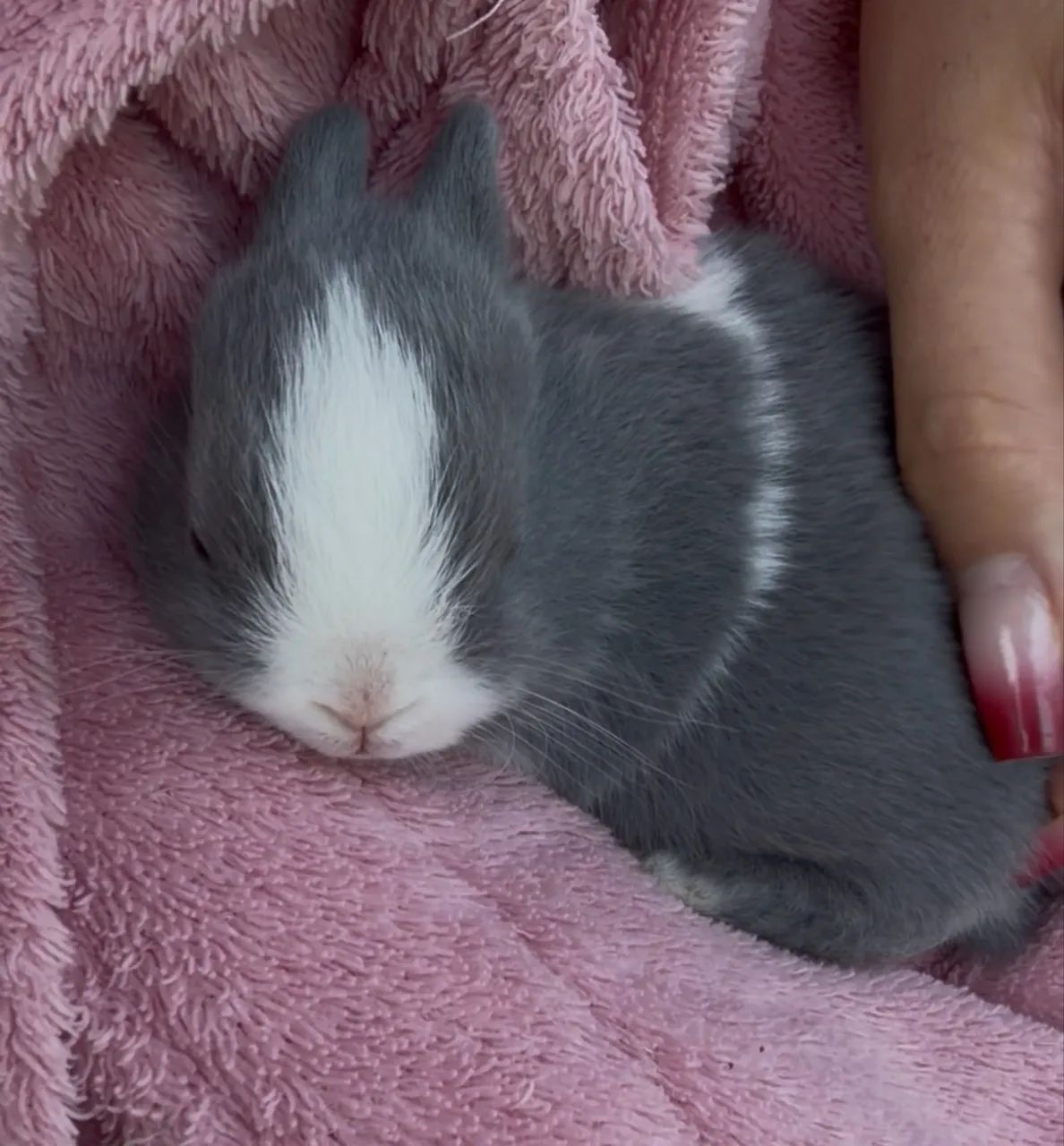 Mini coelhinhos - Foto 5