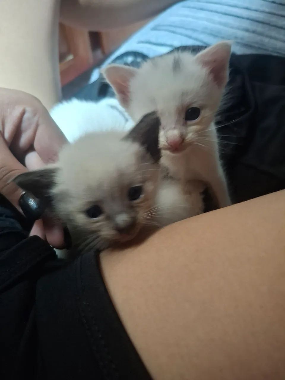 Gatinhos bebes - Foto 5