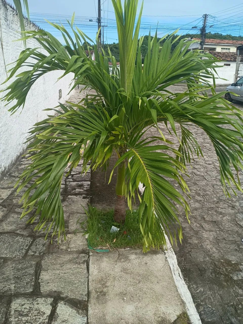 Vander planta 
