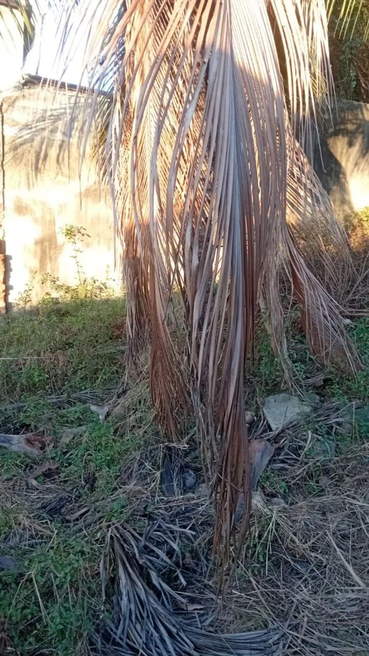 Terreno Jacarepaguá  - Foto 4