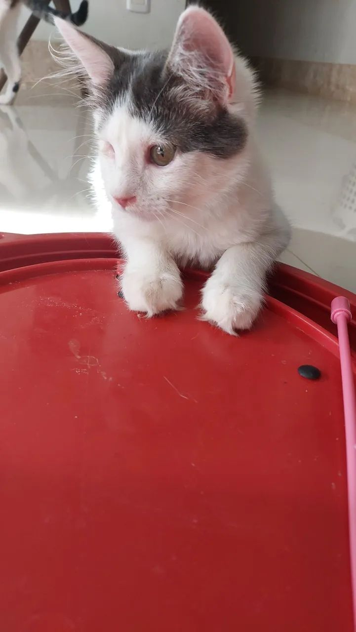 Adoção especial - Foto 6