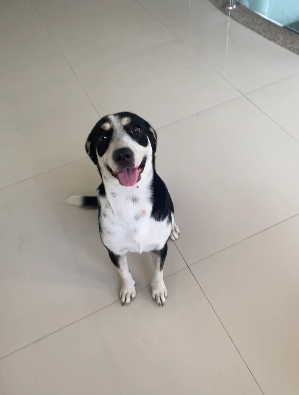 doação de cachorro  - Foto 3