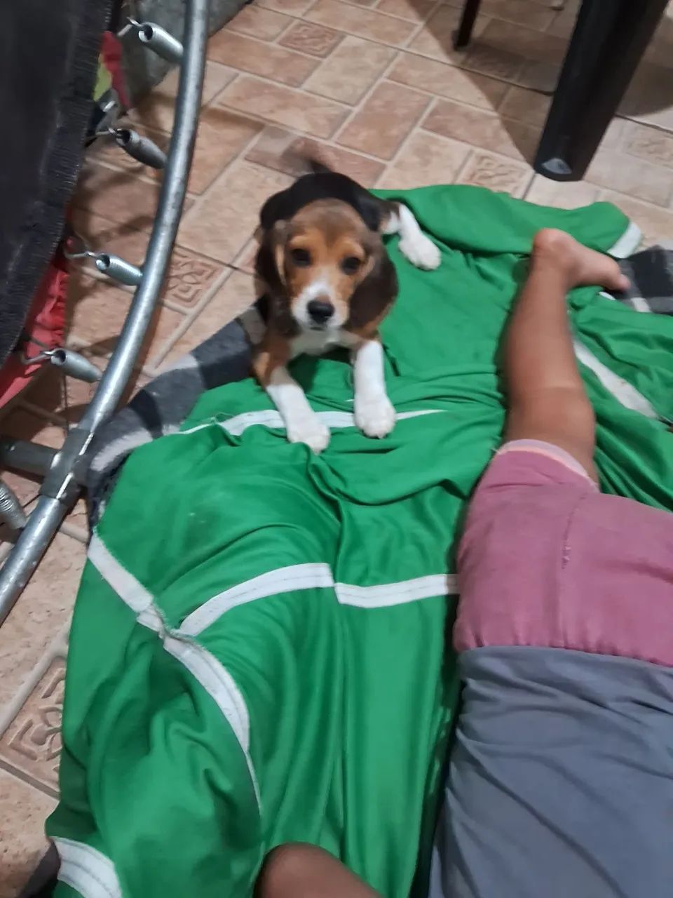 Cachorro Beagle  - Foto 2