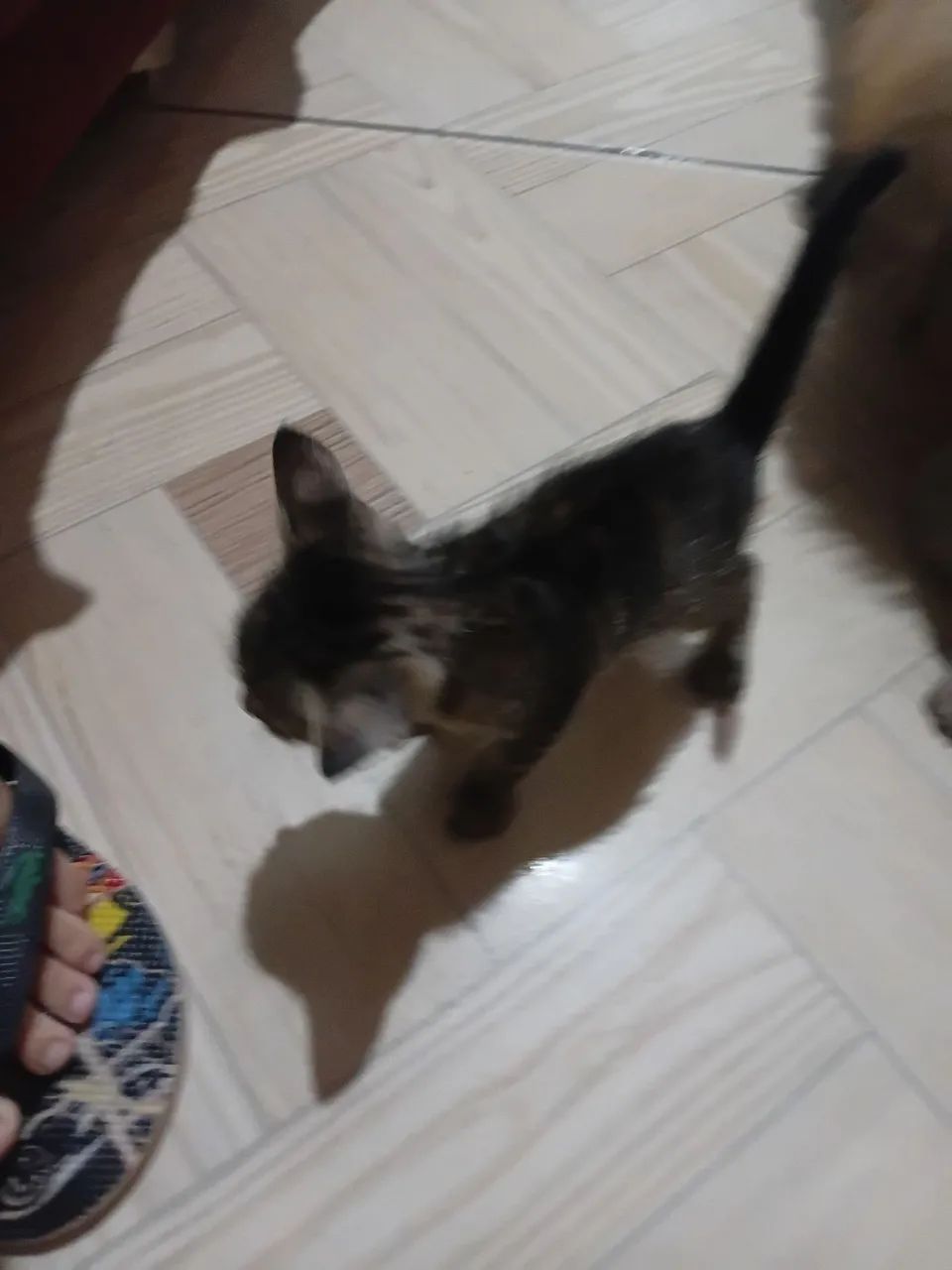 Gatinho pra adoção  - Foto 6