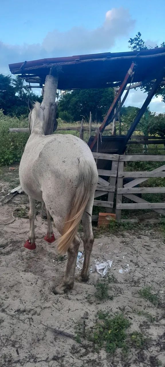 Egua para vender
