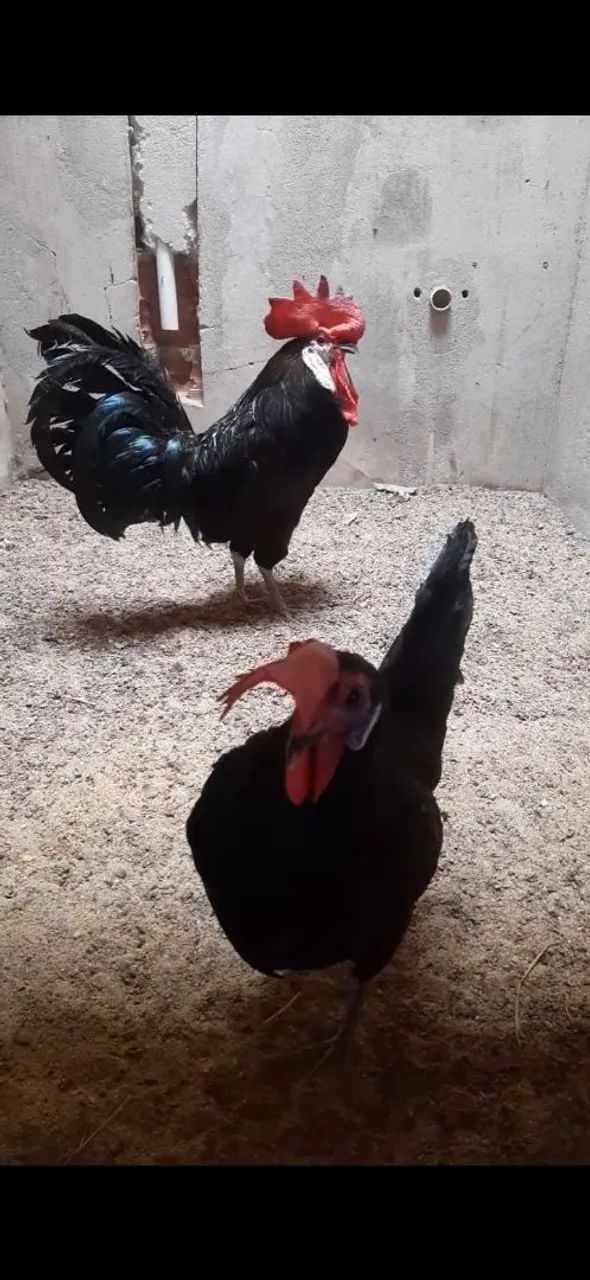 Casal cara de palhaço 