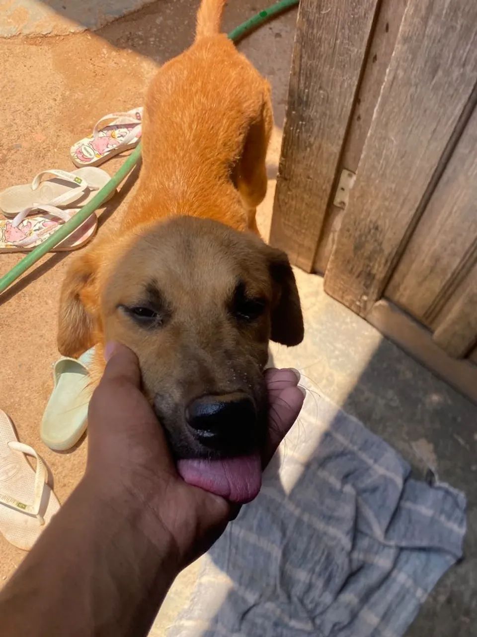 Doa-se cachorro 