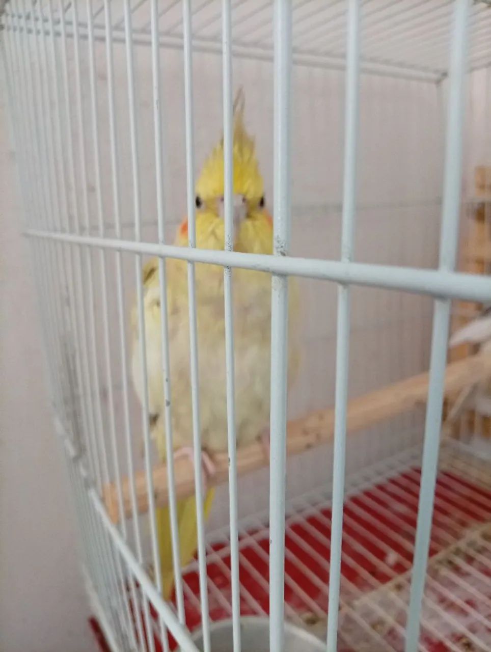 Gaiola  - Foto 3