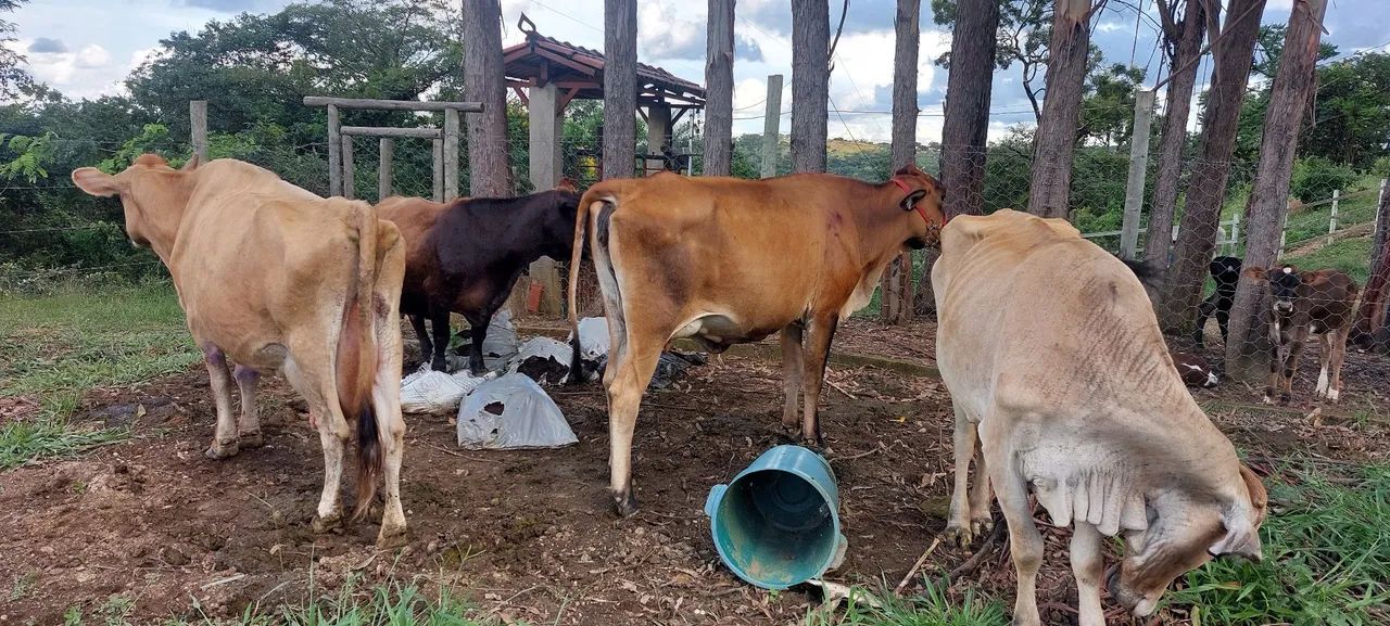 Vacas leiteira - Foto 2