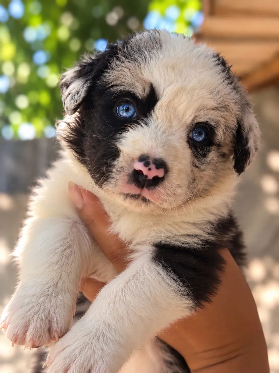 BORDER COLLIE PARCELAMOS 