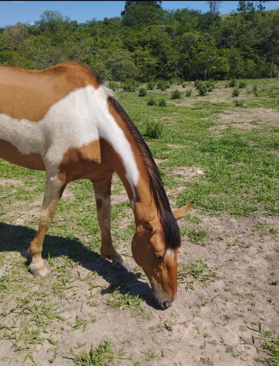 Égua Campolina _ cavalo - Foto 2