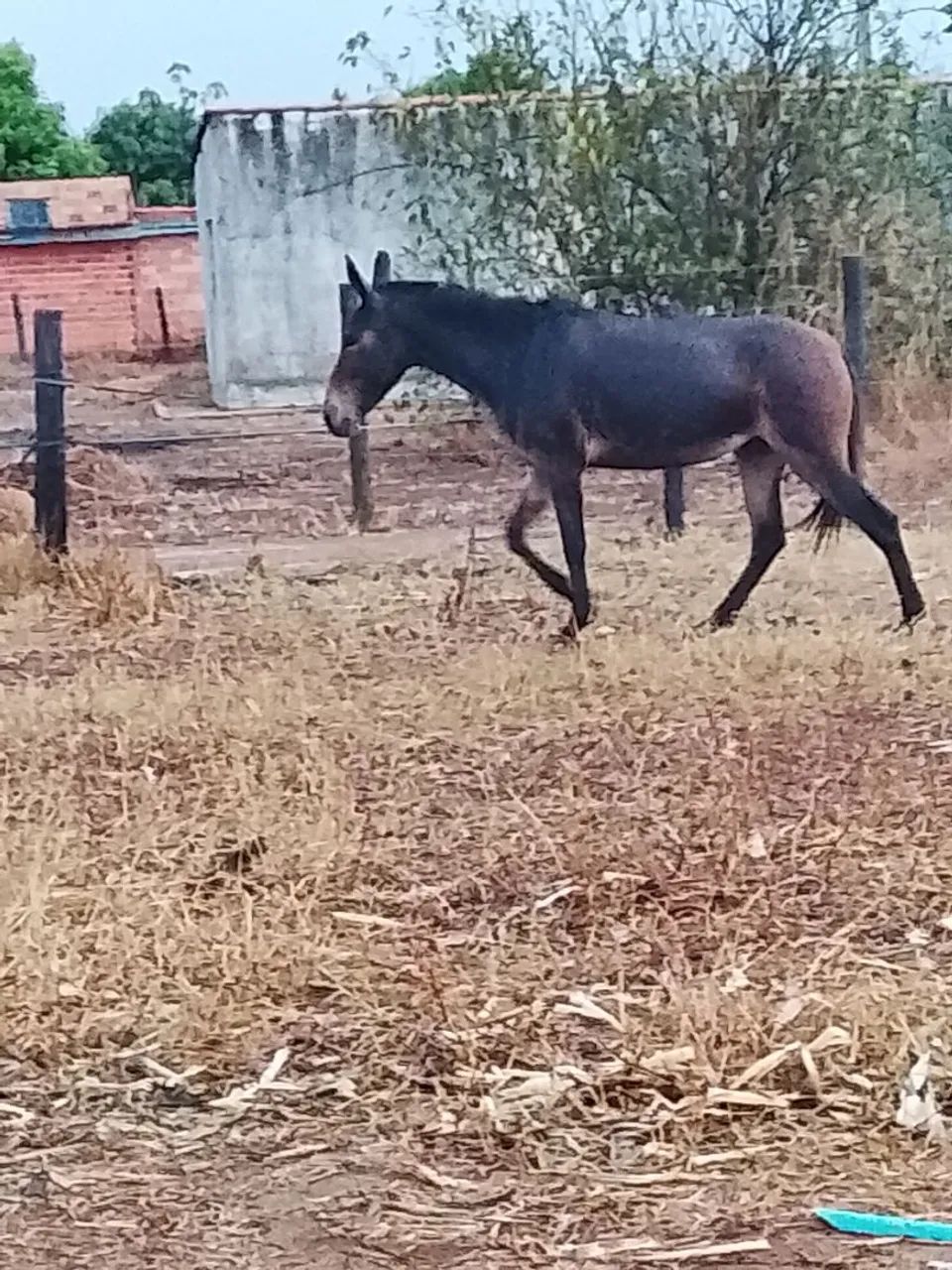 Mula de patrão  - Foto 4