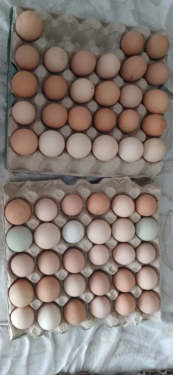 Ovos de galinha  - Foto 2