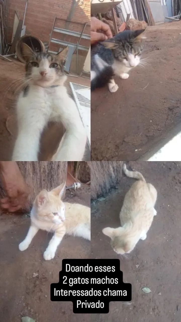 Doando gatos 