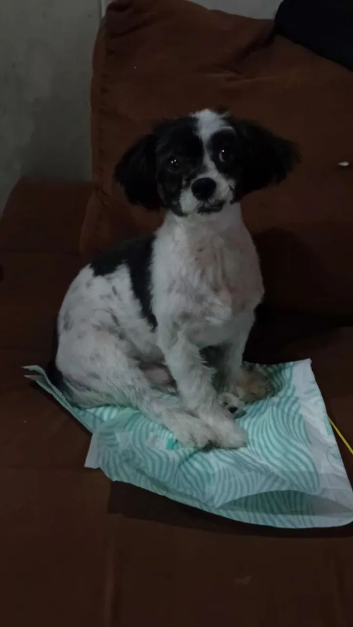 Doação de um shitzu macho  - Foto 3