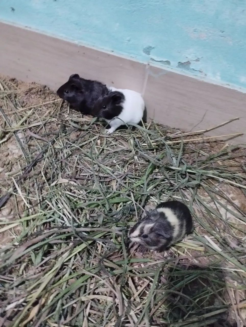 Filhote de porquinhos da india 