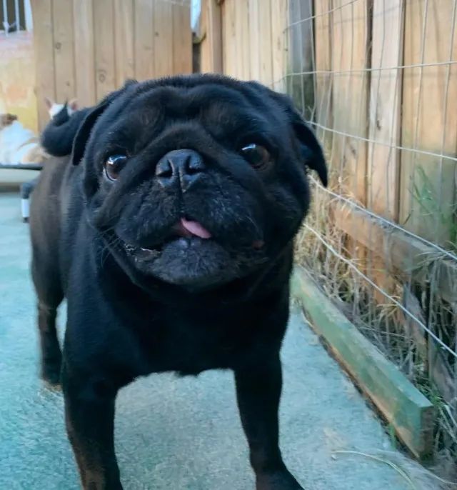 Pug macho preto pra cruzar - Foto 2