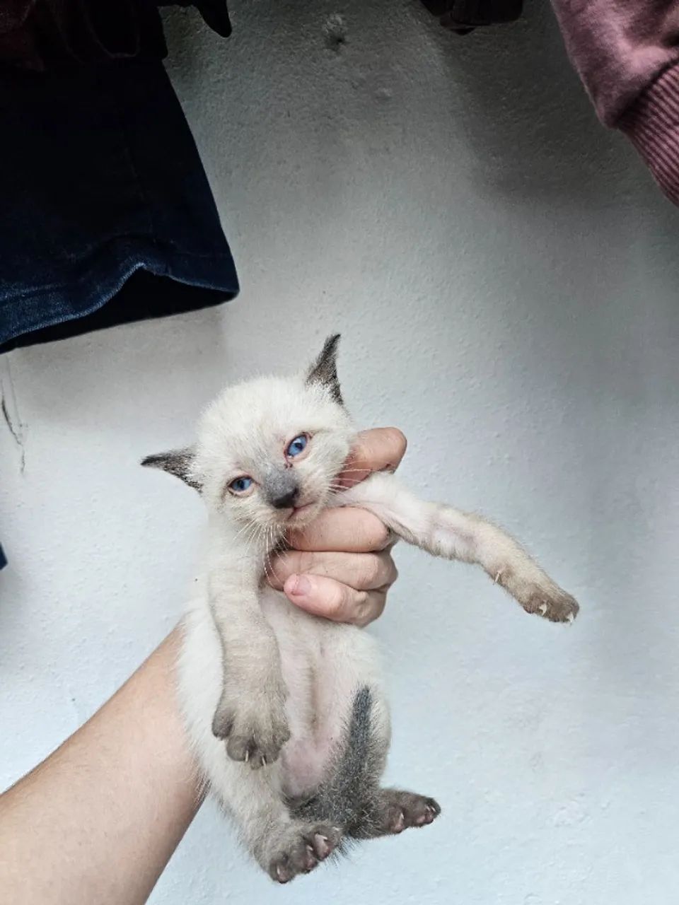 Gato - Foto 3
