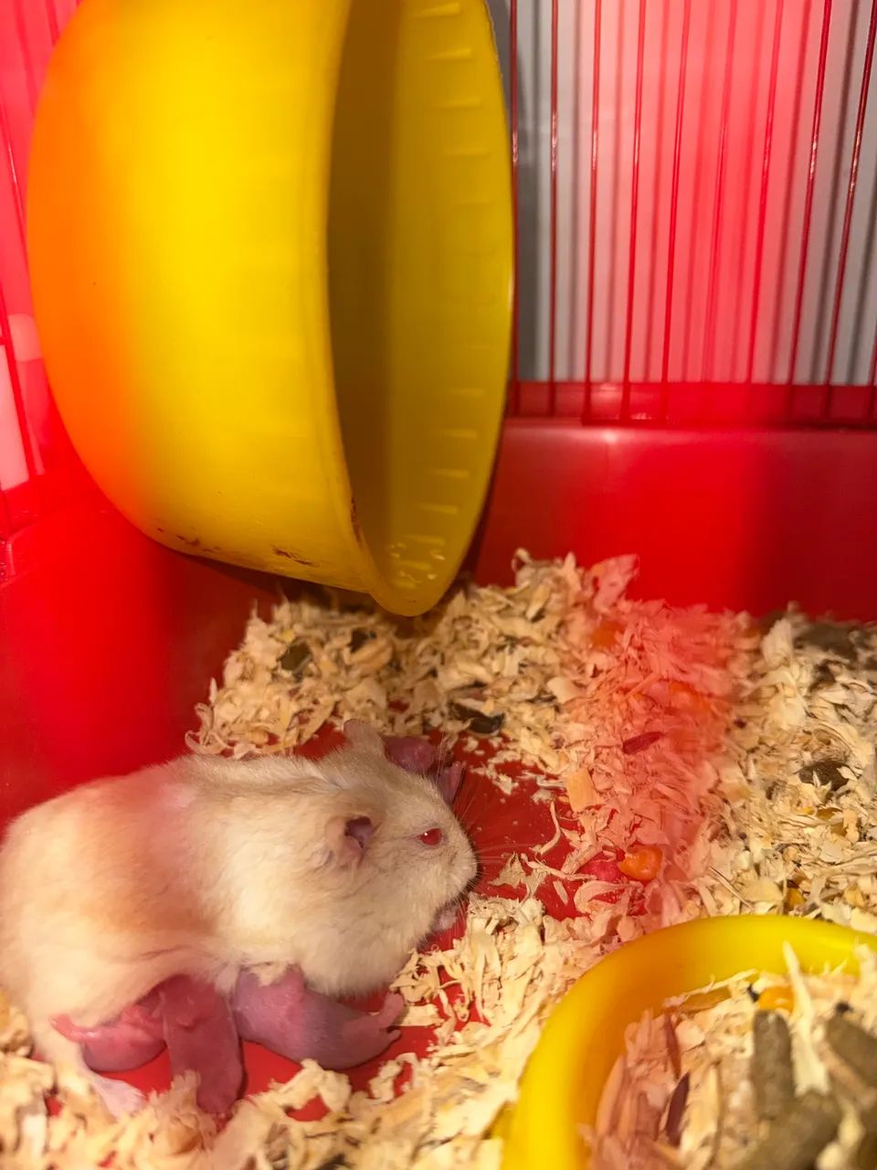 Hamster filhote424794485131857921
