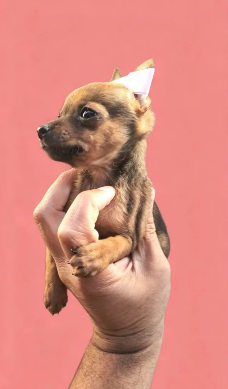 Pinscher 