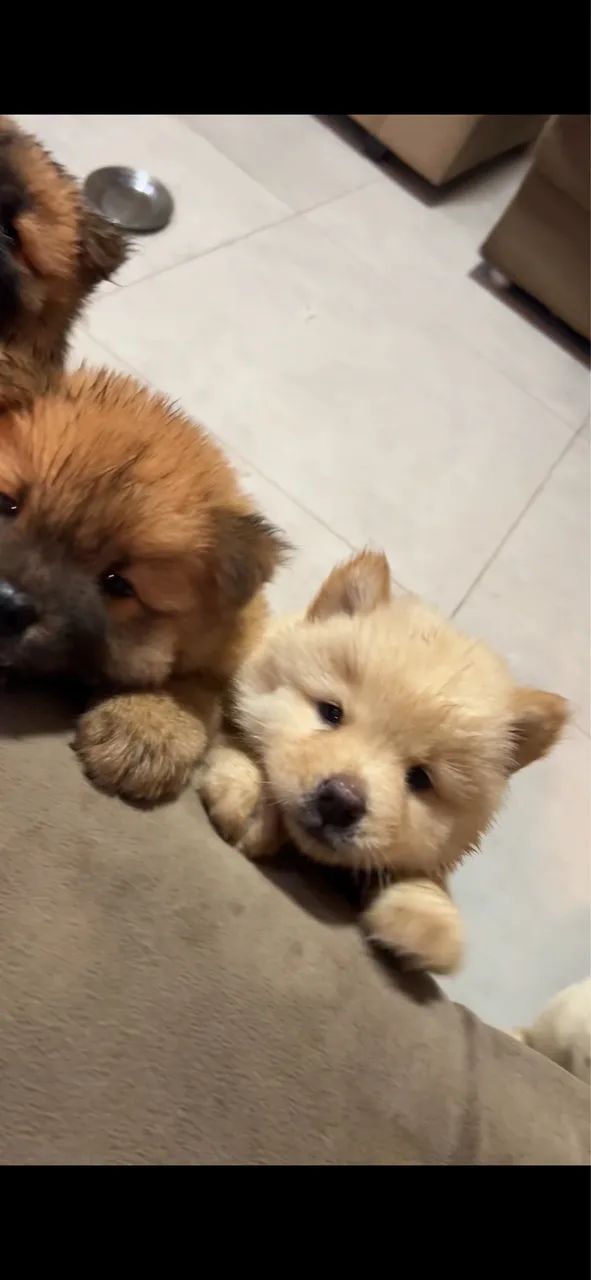 Chow chow - Foto 5
