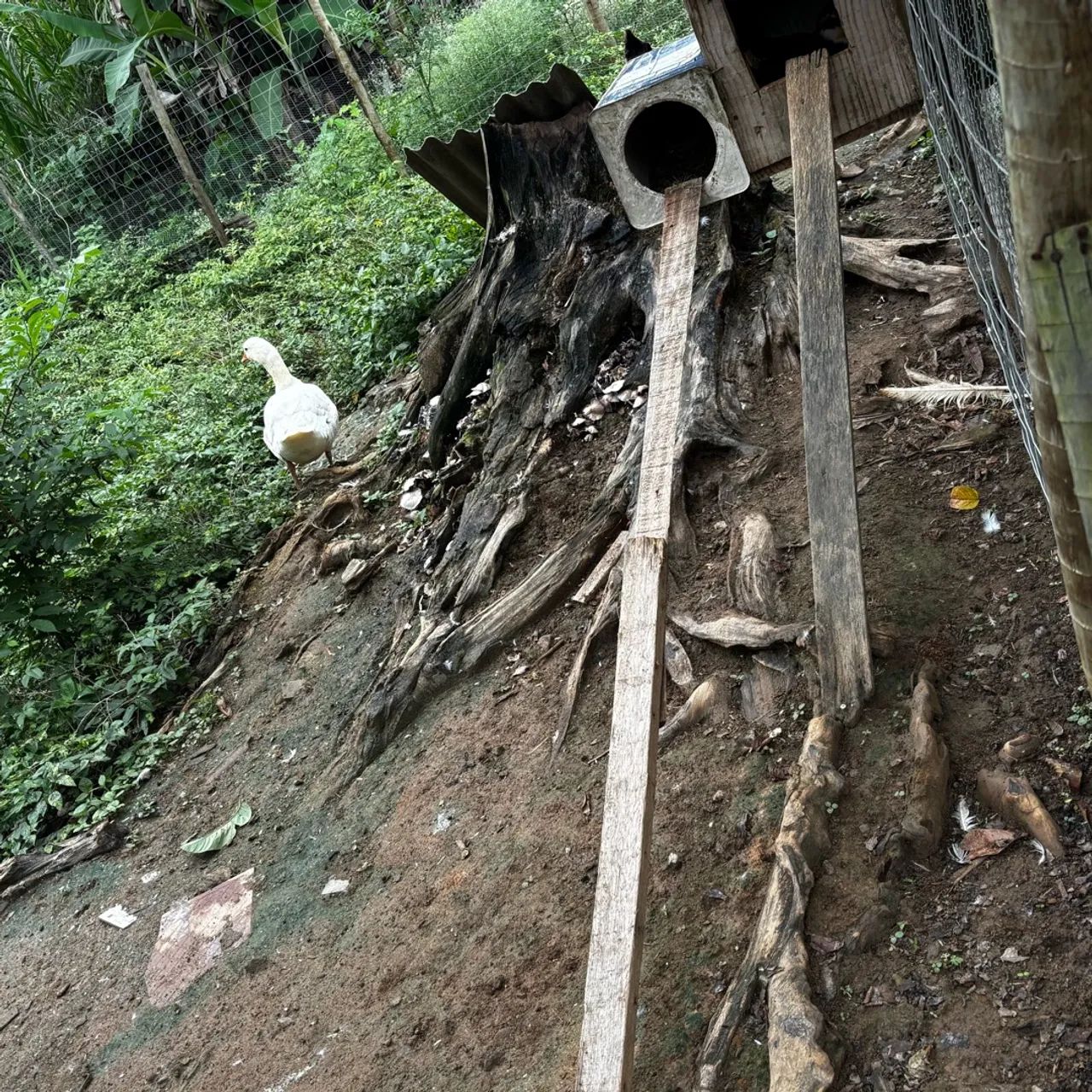 Ganso - Foto 2