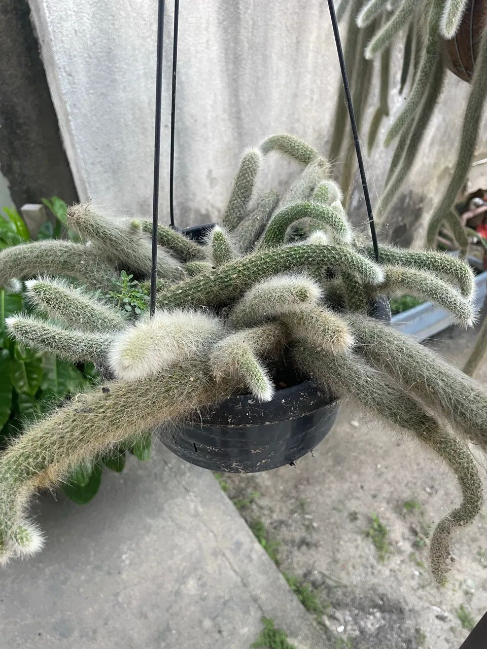 Muda rabo de macaco  - Foto 3