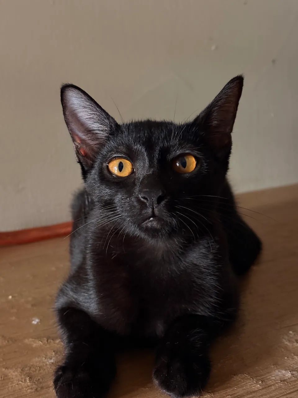 Doaçao de gatinhas - Foto 2