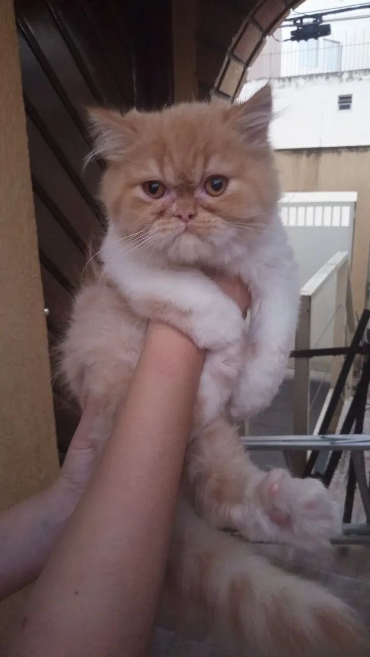 Persa chow