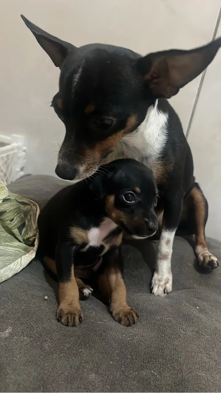 Cachorro  - Foto 4