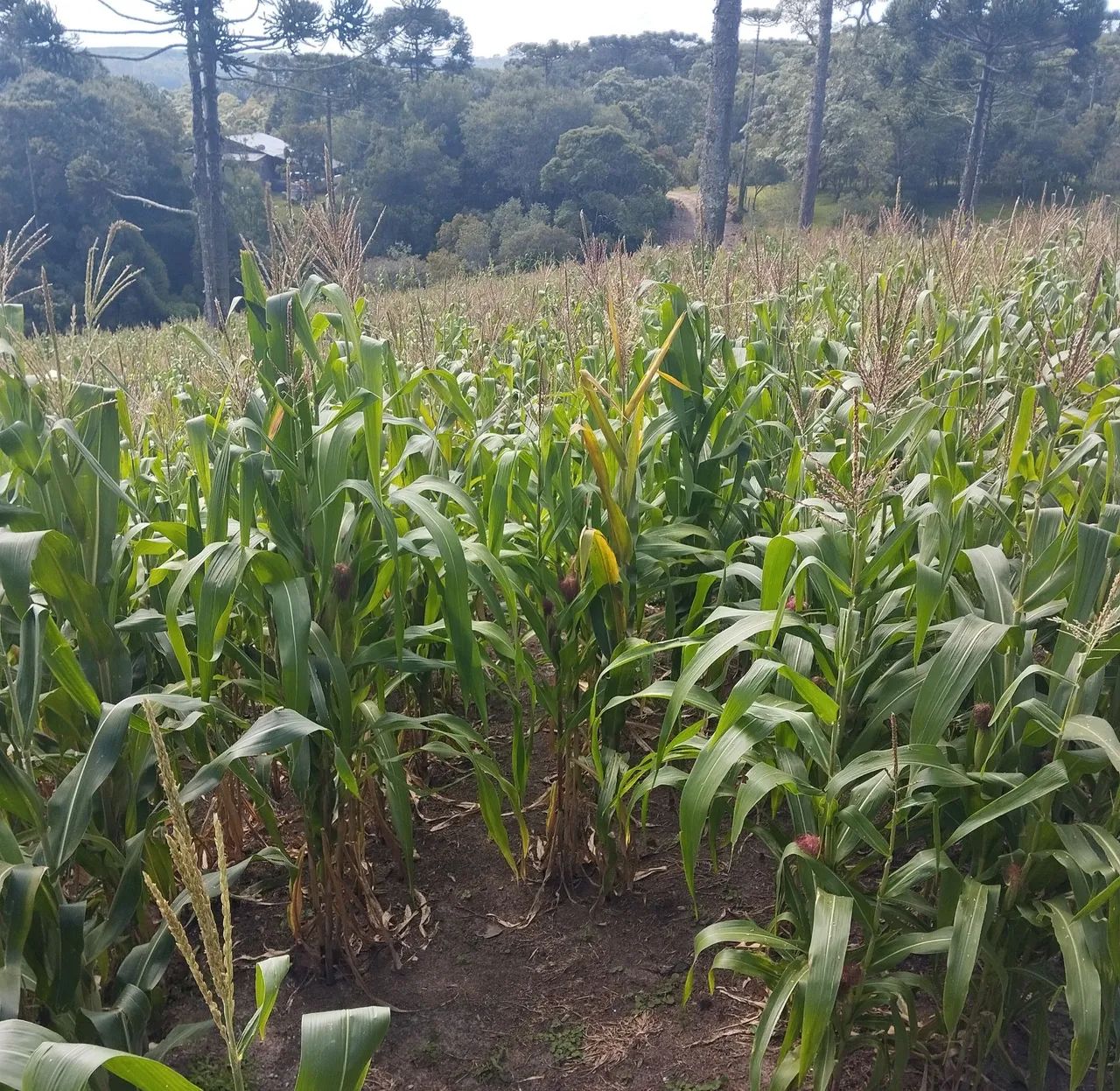 Milho Verde Sem Casca - Direto da Roça! 6 por R$5 - Foto 3