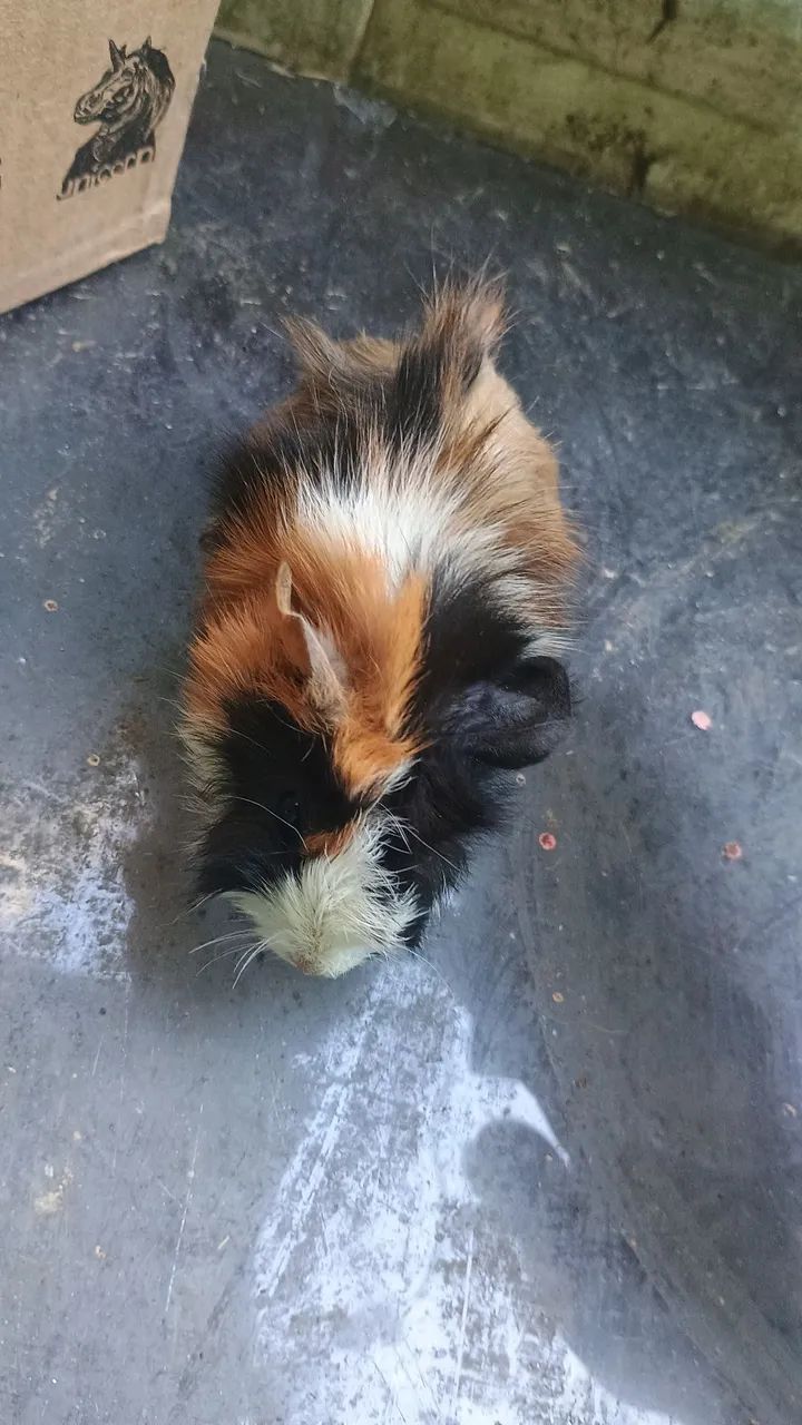 Porquinhos da índia  - Foto 2