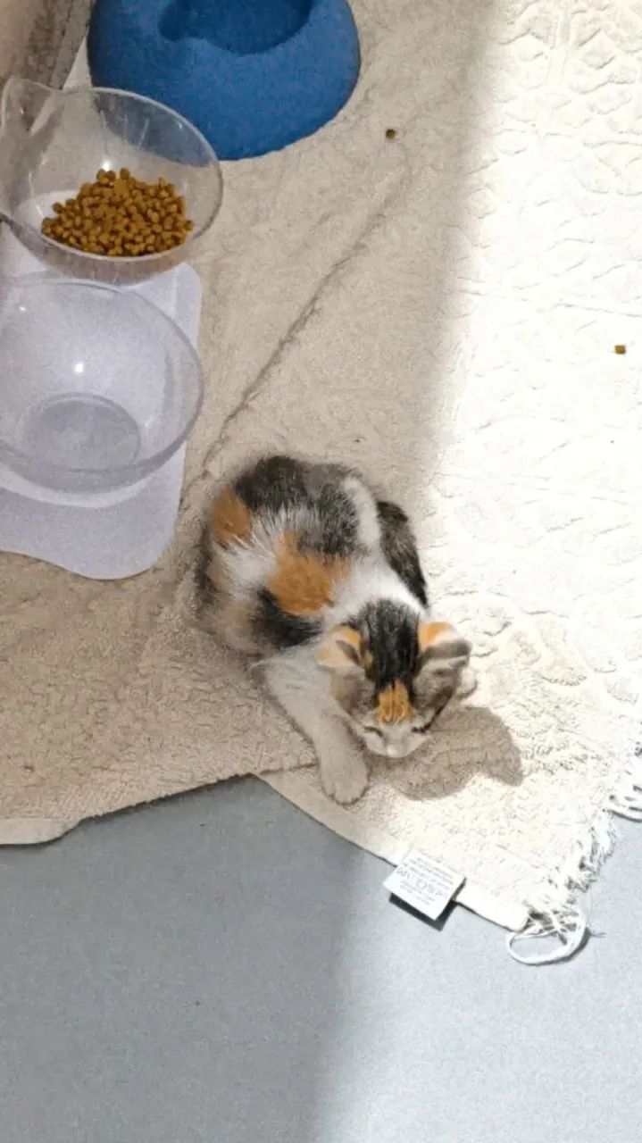 Gata