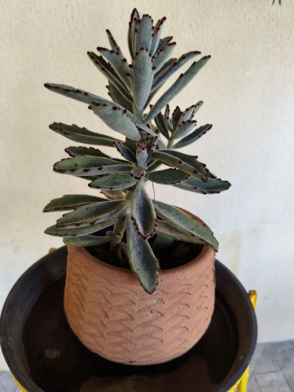 Lindas plantas, 30, 00  cada - Foto 4