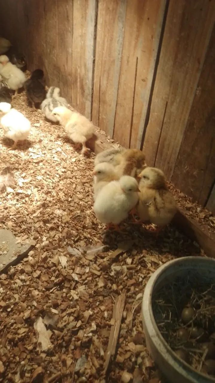 Frango caipira  - Foto 4