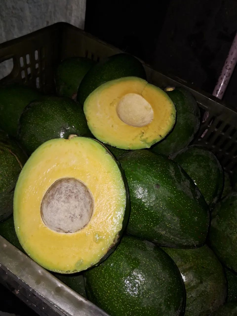 Abacate sem agrot óxicos  - Foto 2