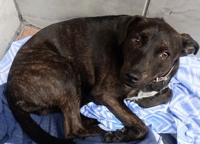 Doação de cachorro  - Foto 2
