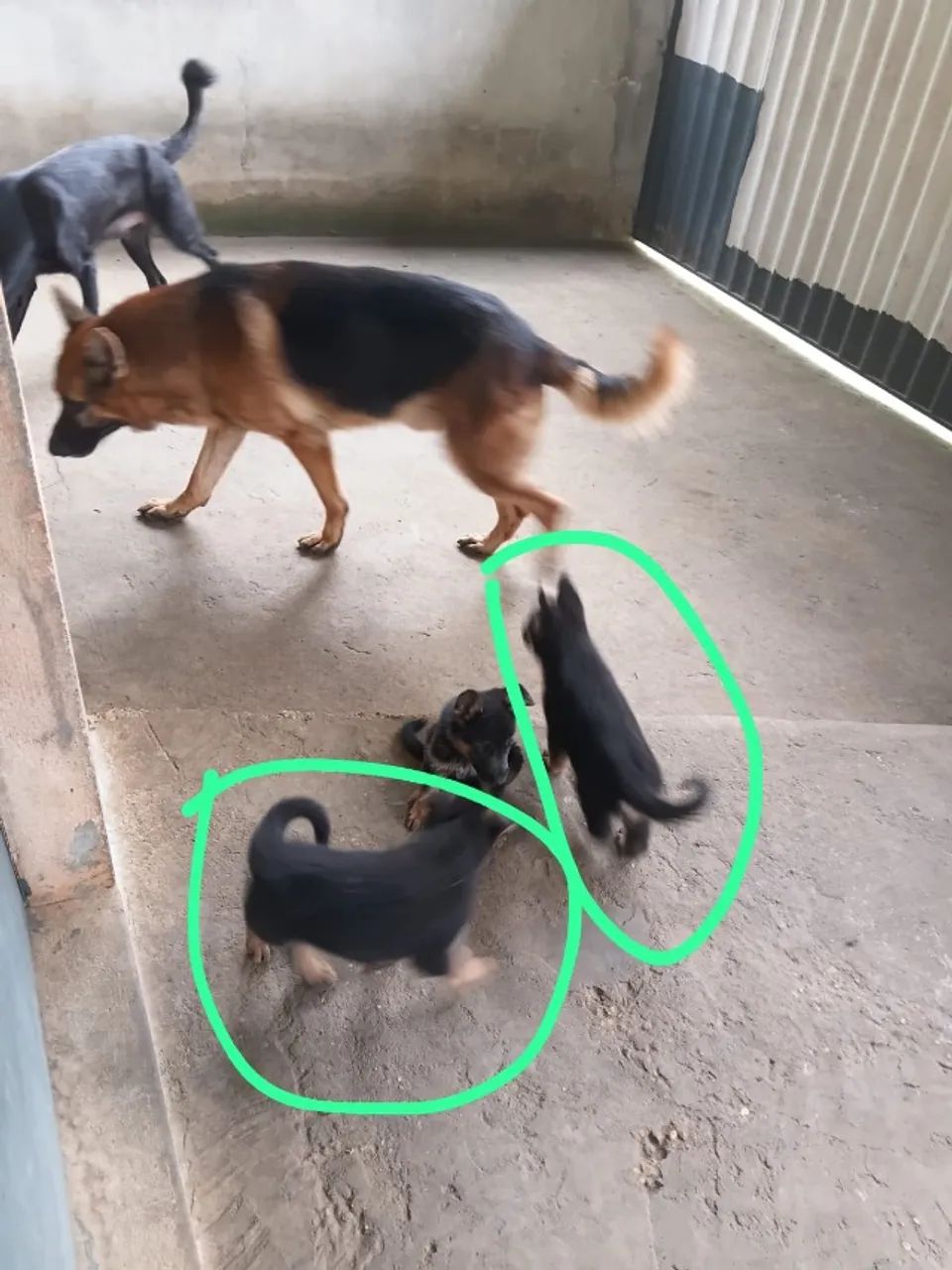 Cachorro ? Baixou o preço chama no ZAP  - Foto 3