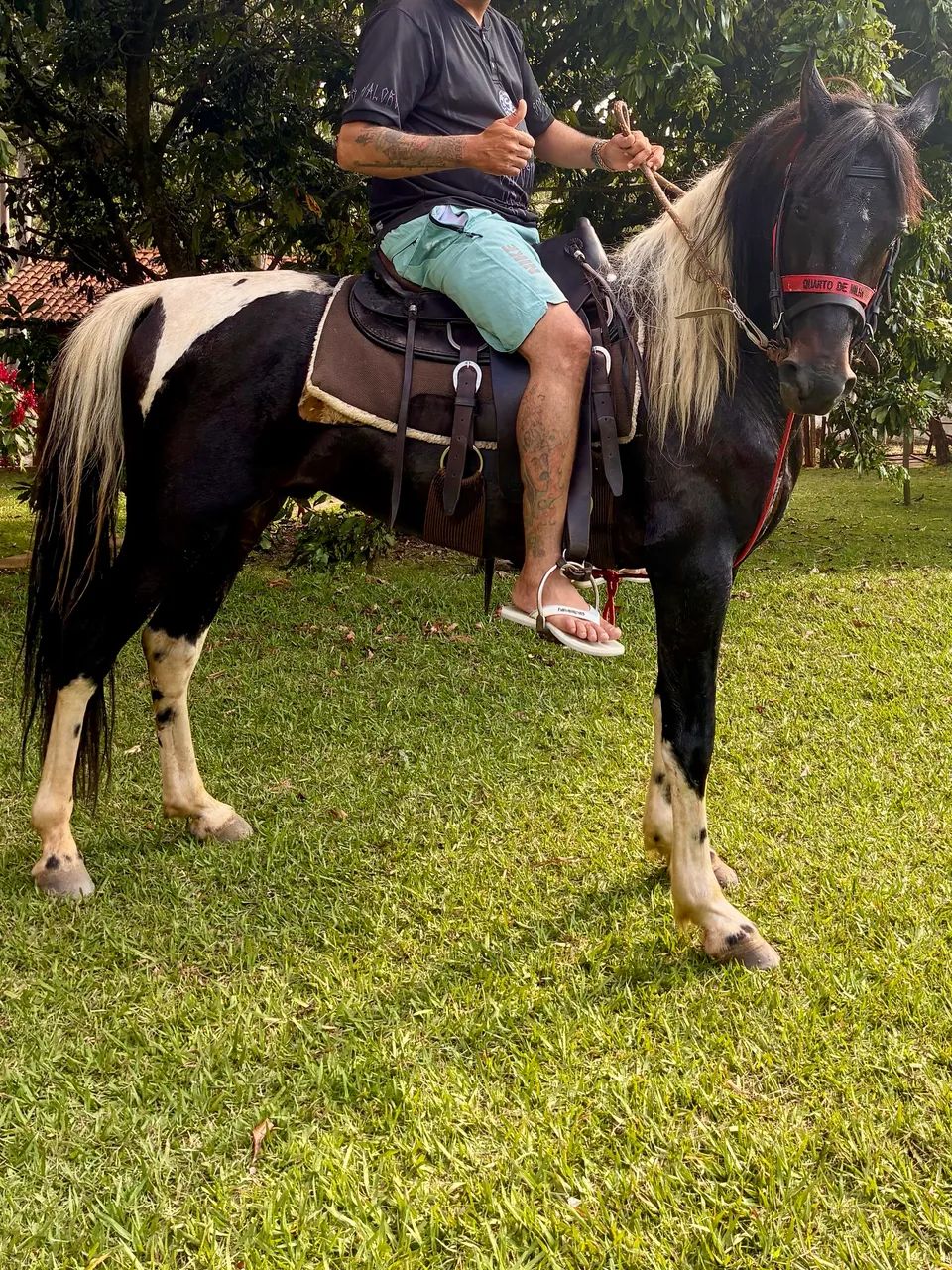 Cavalo MM - Registrado e Chipado - Foto 6