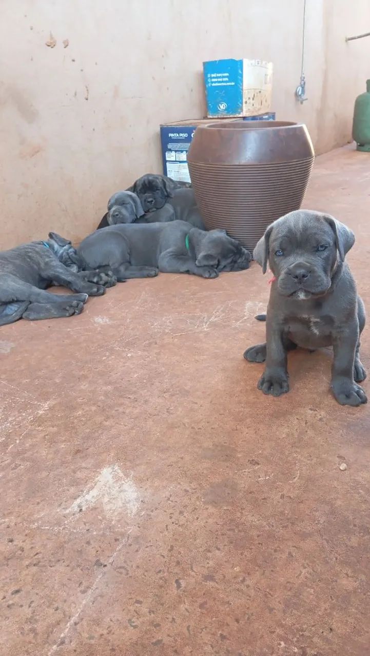 Filhote de cane corso  - Foto 4