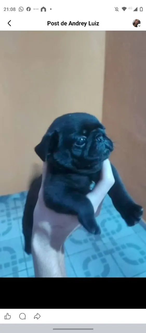 Pug  - Foto 2