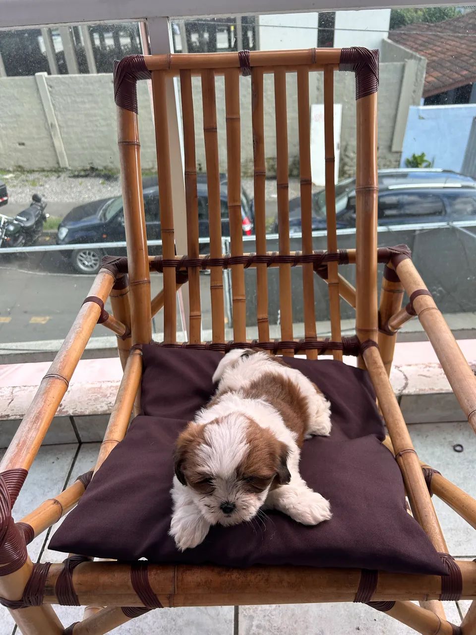 Filhote lhasa apso            890,00 - Foto 4