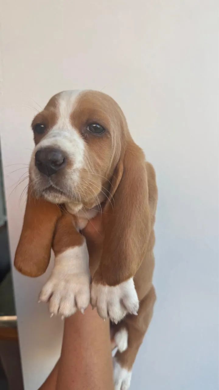 Filhotes cachorros Basset Hound 